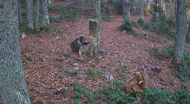 Ormanlık Alana Yerleştirilen Aynada Ayı Şaşırdı!