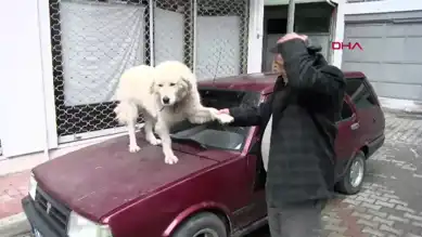 Kaputta Yolculuk Eden Köpek